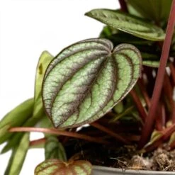 Peperomia Piccolo Banda 13 Peperomia Piccolo Banda -Indoor Plants Store Peperomia Piccolo Banda Houseplant 10.5x20cm Close Leaf