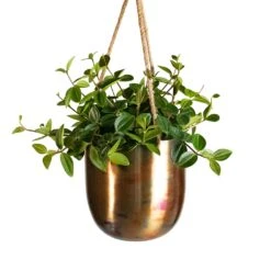 Peperomia Angulata Rocca Scuro - Dark Green Beetle Radiator Plant -Indoor Plants Store Peperomia angulata rocca scuro Dark Green Beetle Radiator Plant 12x20cm Kian Hanging Metal Planters Set3 SkyBurn Wide Shot