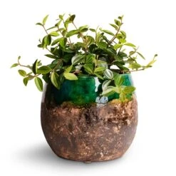 Lindy Plant Pot - Black Green -Indoor Plants Store Peperomia angulata rocca scuro Dark Green Beetle Radiator Plant 12x20cm Lindy Plant Pot Black Green 19x16cm 2d4cf0ce 9e80 4ff3 9920 6da54cfb156f