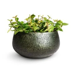 Noor Plant Bowl - Velvet Green 9 Noor Plant Bowl - Velvet Green -Indoor Plants Store Peperomia angulata rocca scuro Dark Green Beetle Radiator Plant 12x20cm Noor Plant Bowl Velvet Green 28x13cm 62e671b3 e4fa 4be3 83ff 3d10f8c20f90