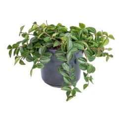 Peperomia Angulata Rocca Scuro - Dark Green Beetle Radiator Plant -Indoor Plants Store Peperomia angulata rocca scuro Dark Green Beetle Radiator Plant 15x25cm