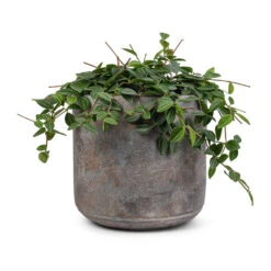 Peperomia Angulata Rocca Scuro - Dark Green Beetle Radiator Plant -Indoor Plants Store Peperomia angulata rocca scuro Dark Green Beetle Radiator Plant 15x25cm Saar Plant Pot Earth Cement 18x17cm 5198