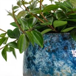 Peperomia Angulata Rocca Scuro - Dark Green Beetle Radiator Plant -Indoor Plants Store Peperomia angulata rocca scuro Dark Green Beetle Radiator Plant Lindy Plant Pot Sky Blue Close Up 7ea53be9 e857 4efe aee3 9f9feb0ab8e6