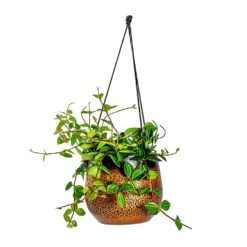 Mya Hanging Planter - Shiny Mocha 18 Mya Hanging Planter - Shiny Mocha -Indoor Plants Store Peperomia angulata rocca scuro Dark Green Beetle Radiator Plant Mya Hanging Planter Shiny Mocha b4c99ae9 5d4a 4b04 be8c 297ea5c00325