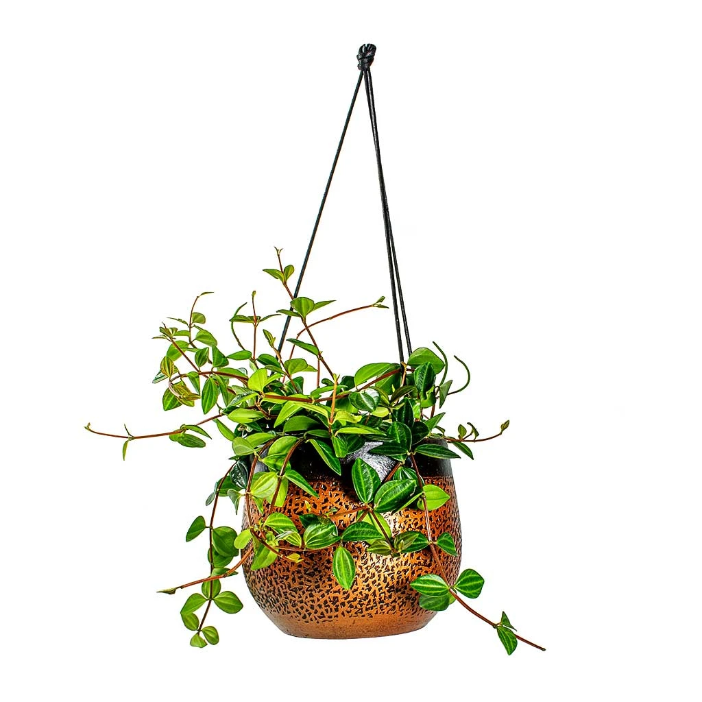 Mya Hanging Planter - Shiny Mocha 10 Mya Hanging Planter - Shiny Mocha - Image 8