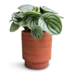 Chao Plant Pot - Terra 10 Chao Plant Pot - Terra -Indoor Plants Store Peperomia argyreia Watermelon Peperomia 12x20cm Chao Plant Pot Terra 13x15cm 93ab2fa1 c12f 4989 aa73 cc80b1293188