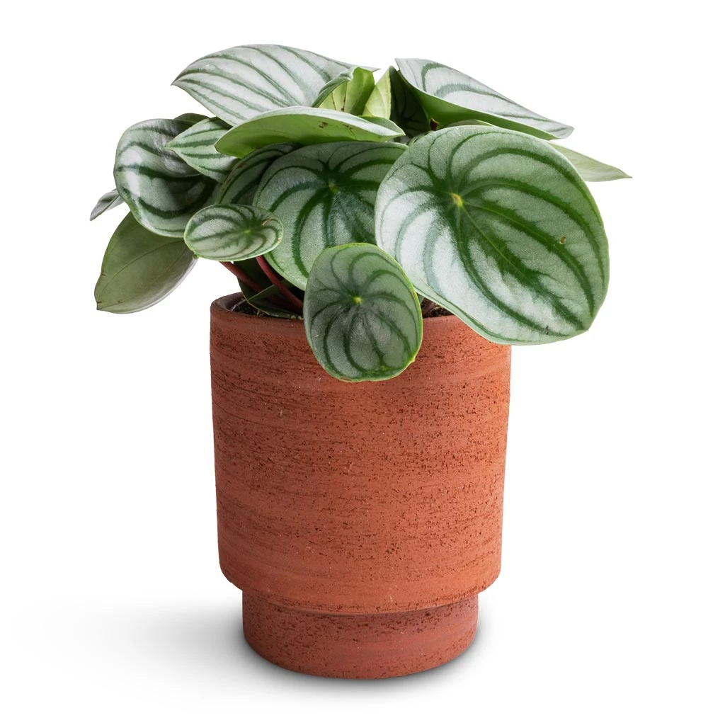 Chao Plant Pot - Terra 6 Chao Plant Pot - Terra - Image 4