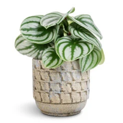 Peperomia Argyreia - Watermelon Peperomia -Indoor Plants Store Peperomia argyreia Watermelon Peperomia 12x20cm Jim Plant Pot Shell 14x12cm