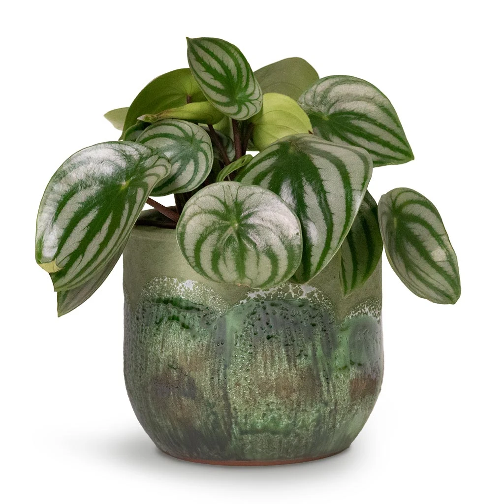 Moon Plant Pot - Jungle 4 Moon Plant Pot - Jungle - Image 2