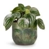 Peperomia Argyreia - Watermelon Peperomia 1 Peperomia Argyreia - Watermelon Peperomia -Indoor Plants Store Peperomia argyreia Watermelon Peperomia 12x20cm Moon Plant Pot Jungle 15x13cm c9d092e8 6f72 4691 83d7 7f7c818ba461