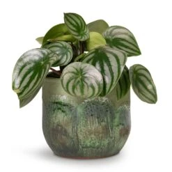 Peperomia Argyreia - Watermelon Peperomia