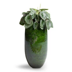 Aimee Tall Plant Vase - Pear 10 Aimee Tall Plant Vase - Pear -Indoor Plants Store Peperomia argyreia Watermelon Peperomia 15x25cm Aimee Tall Plant Vase Pear 22x45cm