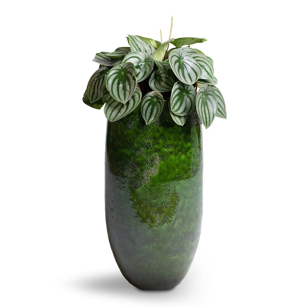 Aimee Tall Plant Vase - Pear 6 Aimee Tall Plant Vase - Pear - Image 4