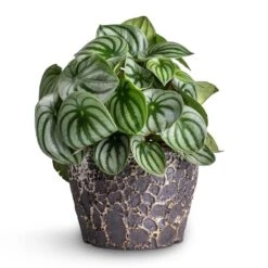 Lava Couple Straight Relic Planter - Black -Indoor Plants Store Peperomia argyreia Watermelon Peperomia 15x25cm Lava Couple Straight Relic Planter Black 19x13cm e57b0b0d 83ea 442e 96e6 c72b52dc01a7