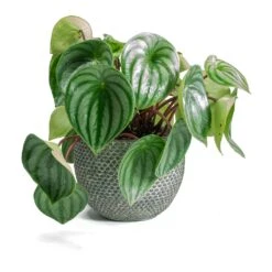 Peperomia Argyreia - Watermelon Peperomia -Indoor Plants Store Peperomia argyreia Watermelon Peperomia Fay Plant Pot