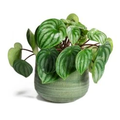Peperomia Argyreia - Watermelon Peperomia -Indoor Plants Store Peperomia argyreia Watermelon Peperomia Iris Mint Plant Pot
