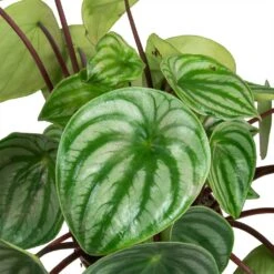 Peperomia Argyreia - Watermelon Peperomia -Indoor Plants Store Peperomia argyreia Watermelon Peperomia Leaves