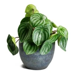 Peperomia Argyreia - Watermelon Peperomia -Indoor Plants Store Peperomia argyreia Watermelon Peperomia Vivian Lustre Plant Pot