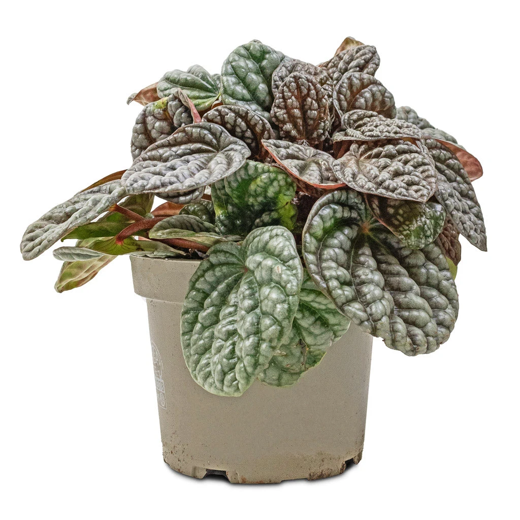 Peperomia Caperata Burbella 3 Peperomia Caperata Burbella