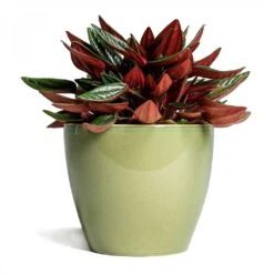 Peperomia Caperata Rosso -Indoor Plants Store Peperomia caperata Rosso 10 5x15cm Sven Plant Pot Mint 13x11cm