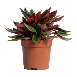Peperomia Caperata Rosso -Indoor Plants Store Peperomia caperata Rosso 10.5x15cm