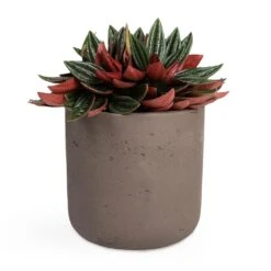 Peperomia Caperata Rosso -Indoor Plants Store Peperomia caperata Rosso 10.5x15cm Charlie Plant Pot Ash Brown 15x15cm