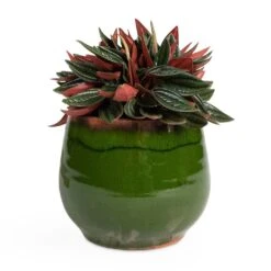 Charlotte Plant Pot - Green -Indoor Plants Store Peperomia caperata Rosso 10.5x15cm Charlotte Plant Pot Green 15x13cm be3df768 4a07 49bf 8c82 69b614e201d5