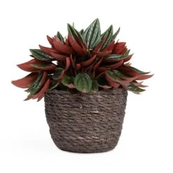 Peperomia Caperata Rosso -Indoor Plants Store Peperomia caperata Rosso 10.5x15cm Igmar Plant Basket Grey 13x10cm