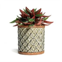 Peperomia Caperata Rosso -Indoor Plants Store Peperomia caperata Rosso 10.5x15cm Liam Plant Pot Grey 14x14cm
