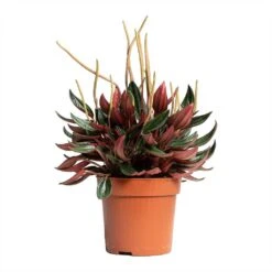 Peperomia Caperata Rosso -Indoor Plants Store Peperomia caperata Rosso 10.5x15cm tall