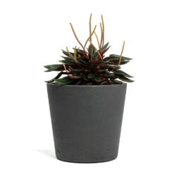 Mini Bucket Plant Pot - Black Washed 15 Mini Bucket Plant Pot - Black Washed -Indoor Plants Store Peperomia caperata Rosso Mini Bucket Plant Pot Black Washed