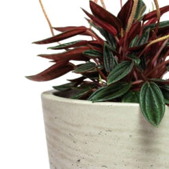 Peperomia Caperata Rosso -Indoor Plants Store Peperomia caperata Rosso Mini Bucket Plant Pot Grey Washed Close Up 1e7a53cc ba1a 40f0 8e1c 930322473680