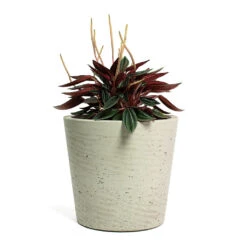 Peperomia Caperata Rosso -Indoor Plants Store Peperomia caperata Rosso Mini Bucket Plant Pot Grey Washed 1127ef77 a2fe 4f65 9bdb c41b8a5a5524