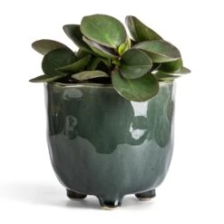Peperomia Clusiifolia Red Margin - Red Edged Radiator Plant -Indoor Plants Store Peperomia clusiifolia Red Margin Red Edged Radiator Plant 11x20cm Kaat Plant Pot Green 16x16cm