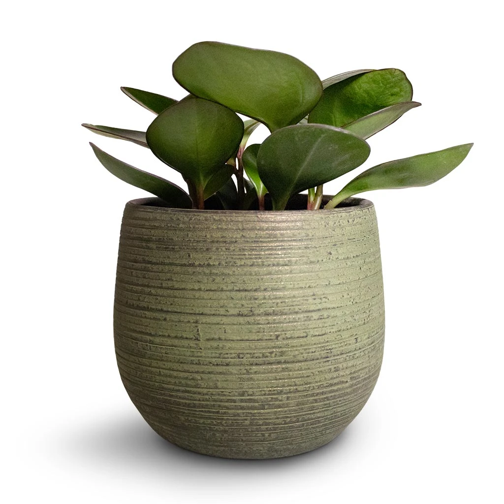 Lydia Plant Pot - Shiny Green 14 Lydia Plant Pot - Shiny Green - Image 12