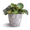 Peperomia Clusiifolia Red Margin - Red Edged Radiator Plant 1 Peperomia Clusiifolia Red Margin - Red Edged Radiator Plant -Indoor Plants Store Peperomia clusiifolia Red Margin Red Edged Radiator Plant 11x20cm Monza Plant Pot Vintage Grey 13x13cm