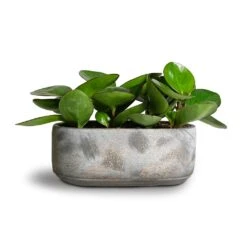 Saar Oval Plant Bowl - Earth Cement -Indoor Plants Store Peperomia clusiifolia Red Margin Red Edged Radiator Plant 11x20cm Saar Oval Plant Bowl Earth Cement 26x13x11cm 2