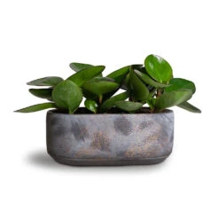 Peperomia Clusiifolia Red Margin - Red Edged Radiator Plant -Indoor Plants Store Peperomia clusiifolia Red Margin Red Edged Radiator Plant 11x20cm Saar Oval Plant Bowl Earth Cement 26x13x11cm 01ab1490 2500 46ca 9303 2ff8277b1373