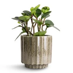Peperomia Clusiifolia Red Margin - Red Edged Radiator Plant -Indoor Plants Store Peperomia clusiifolia Red Margin Red Edged Radiator Plant 14x25cm Lugano Scalloped Plant Pot Green 16x16cm