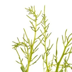 Peperomia Dolabriformis - Prayer Pepper 16 Peperomia Dolabriformis - Prayer Pepper -Indoor Plants Store Peperomia dolabriformis Prayer Pepper 10.5x15cm 2