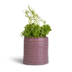 Peperomia Dolabriformis - Prayer Pepper 17 Peperomia Dolabriformis - Prayer Pepper -Indoor Plants Store Peperomia dolabriformis Prayer Pepper 10.5x15cm Hera Plant Pot Purple 13x14cm