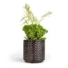 Peperomia Dolabriformis - Prayer Pepper -Indoor Plants Store Peperomia dolabriformis Prayer Pepper 10.5x15cm Thies Plant Pot Anthracite 13x13cm