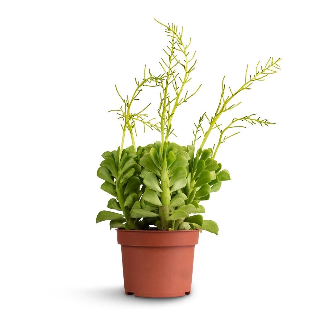 Peperomia Dolabriformis - Prayer Pepper 5 Peperomia Dolabriformis - Prayer Pepper - Image 3