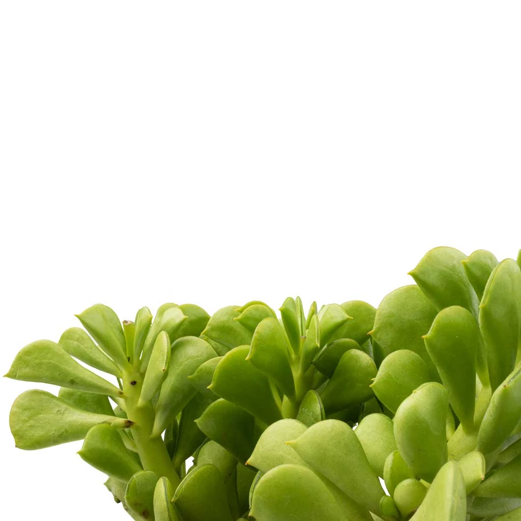 Peperomia Dolabriformis - Prayer Pepper 7 Peperomia Dolabriformis - Prayer Pepper - Image 5