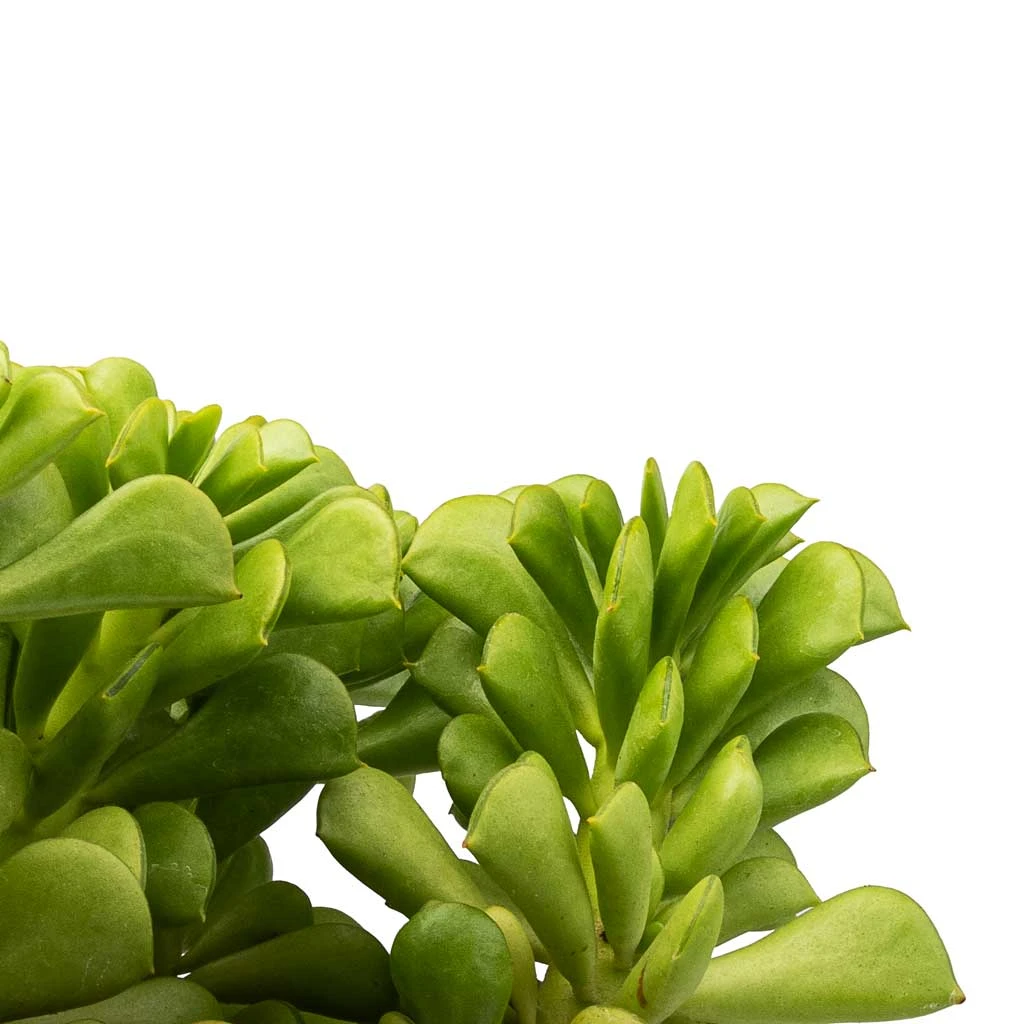 Peperomia Dolabriformis - Prayer Pepper 4 Peperomia Dolabriformis - Prayer Pepper - Image 2