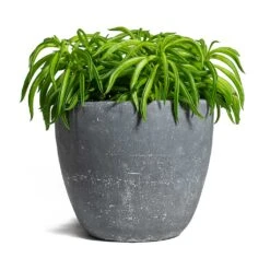 Peperomia Ferreyrae Nevada - Happy Bean 17 Peperomia Ferreyrae Nevada - Happy Bean -Indoor Plants Store Peperomia ferreyrae Happy Bean Anne Plant Pot Blue Stone