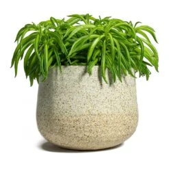 Peperomia Ferreyrae Nevada - Happy Bean 18 Peperomia Ferreyrae Nevada - Happy Bean -Indoor Plants Store Peperomia ferreyrae Happy Bean Iris Plant Pot Sand