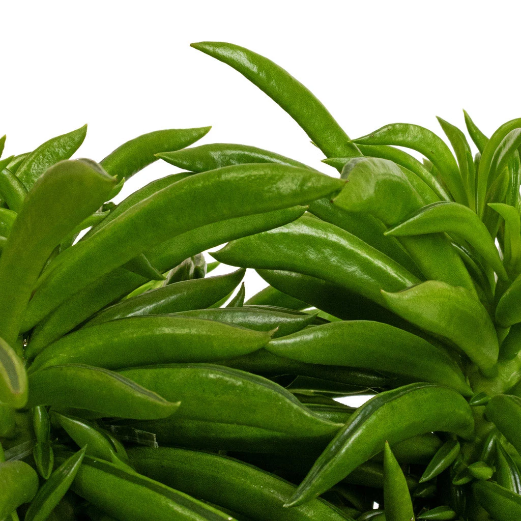 Peperomia Ferreyrae Nevada - Happy Bean 4 Peperomia Ferreyrae Nevada - Happy Bean - Image 2