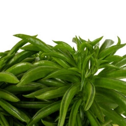 Peperomia Ferreyrae Nevada - Happy Bean 15 Peperomia Ferreyrae Nevada - Happy Bean -Indoor Plants Store Peperomia ferreyrae Nevada Happy Bean DETAIL