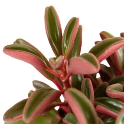 Peperomia Graveolens - Ruby Glow Radiator Plant -Indoor Plants Store Peperomia graveolens Ruby Glow Radiator Plant 1
